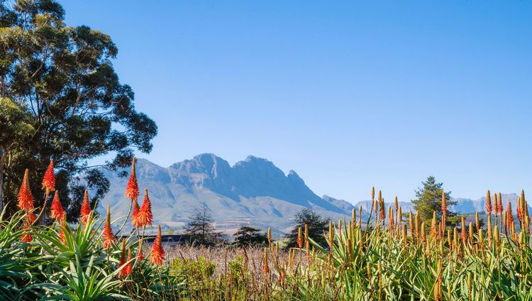 One&Only Cape Town - Weingut Simonsig