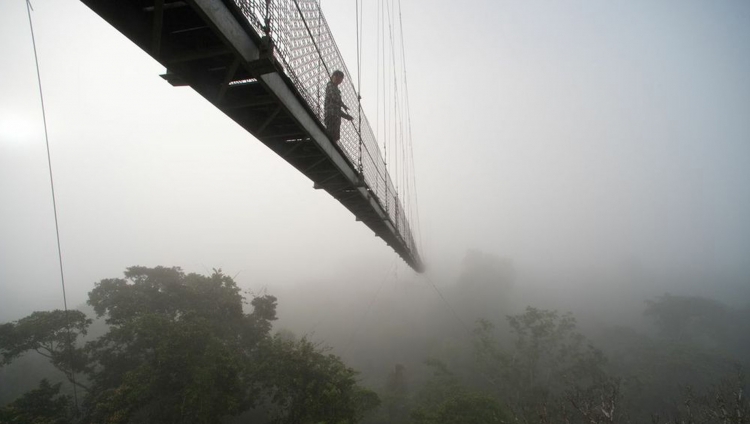 Sacha Lodge - Bridge