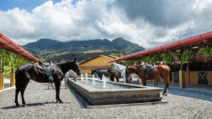 Hacienda AltaGracia - Breed Horses in fountai