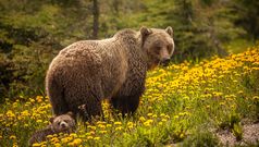Fairmont Jasper - Grizzley Bär mit Babybär