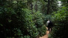Wickaninnish Inn - Der Rainforest Trail